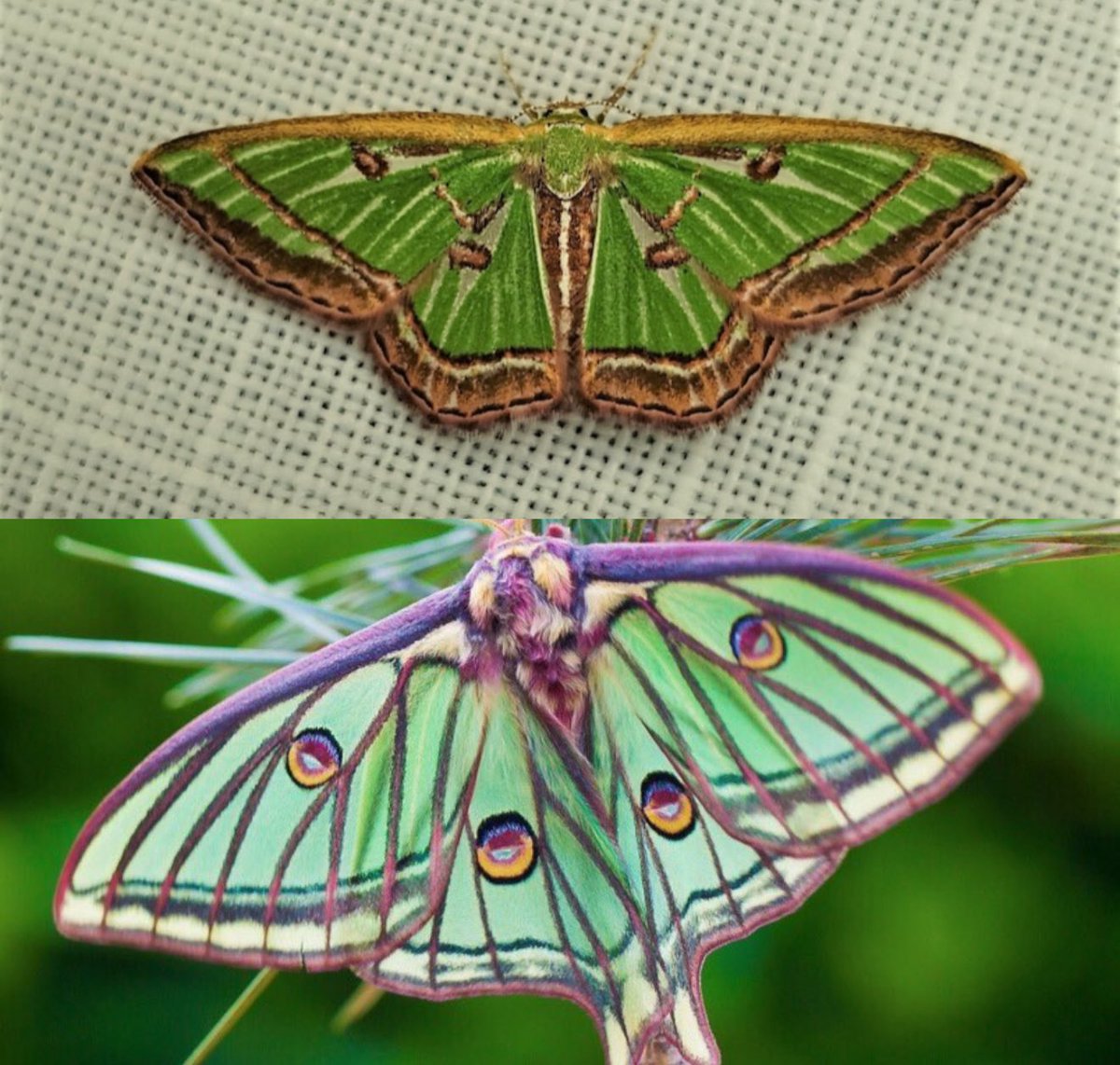jobrown20102090's tweet image. Hemichloreis exoterica vs Graellsia isabellae
Look, the patterns on these two moths are very similar✨.