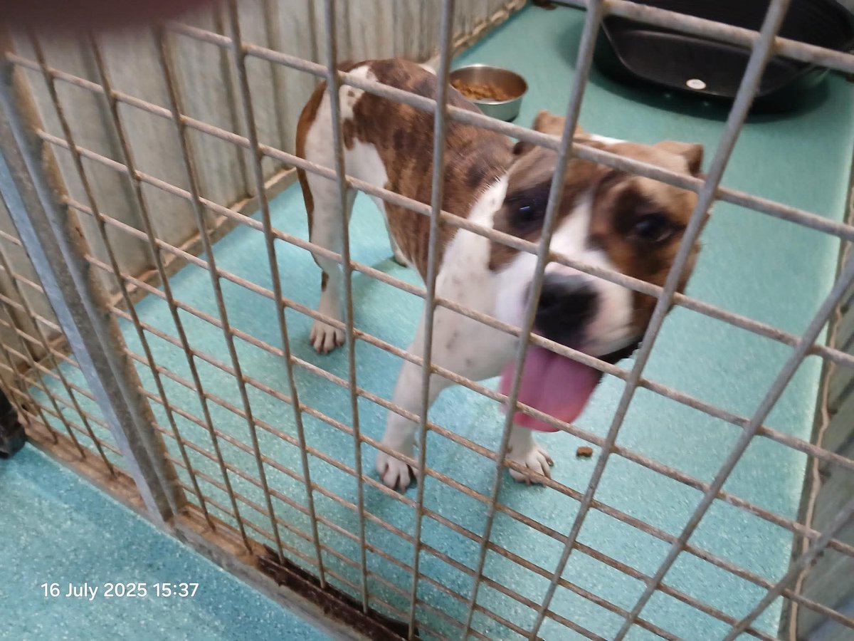 🐕 #founddog Female staffy cross, found straying in Homerton Road area of #Middlesbrough approximately 2pm.

The dog is not microchipped or wearing a tag.

If she is your dog please get in touch asap on 01624 726001 in hours or 01642 726050 out of hours