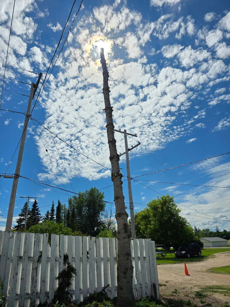 EdithGoddard4's tweet photo. It looks like the tree moved the cloud to find the sun before it came down !! https://t.co/tMxHgnDID8