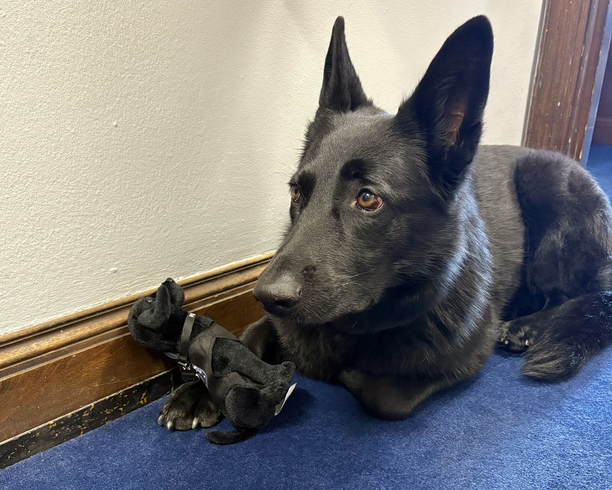 RepMGP's tweet image. Uma snatched @CityofBGWA PD’s support dog Rafferty off the shelf when I left to the House Floor for my five-minute speech this morning 🐾