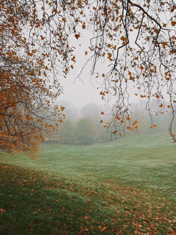 talya9646171863's tweet photo. foggy fall https://t.co/ahLG1EgBfl