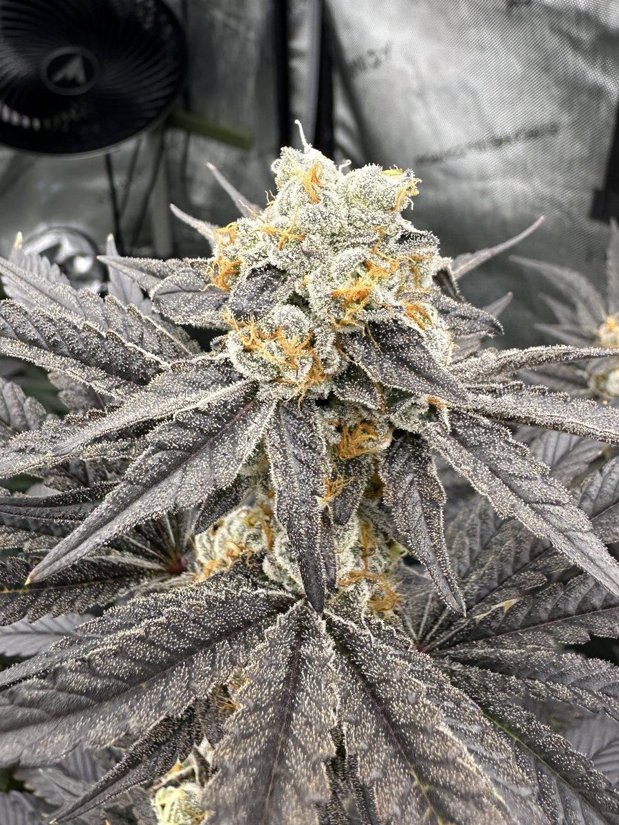 keystonemicro's tweet photo. Jellyschino F1 day 49 flower https://t.co/K0HOZhNask