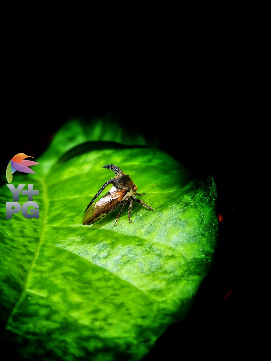 Treehoppers / horned planthoppers perched on jasmine leaves in the morning.

#photography #photo  #photograph #photooftheday #photographylovers #PhotographyIsArt #nature #naturelove #NatureIsAmazing #naturescenery #naturelover #macro #macrophotography