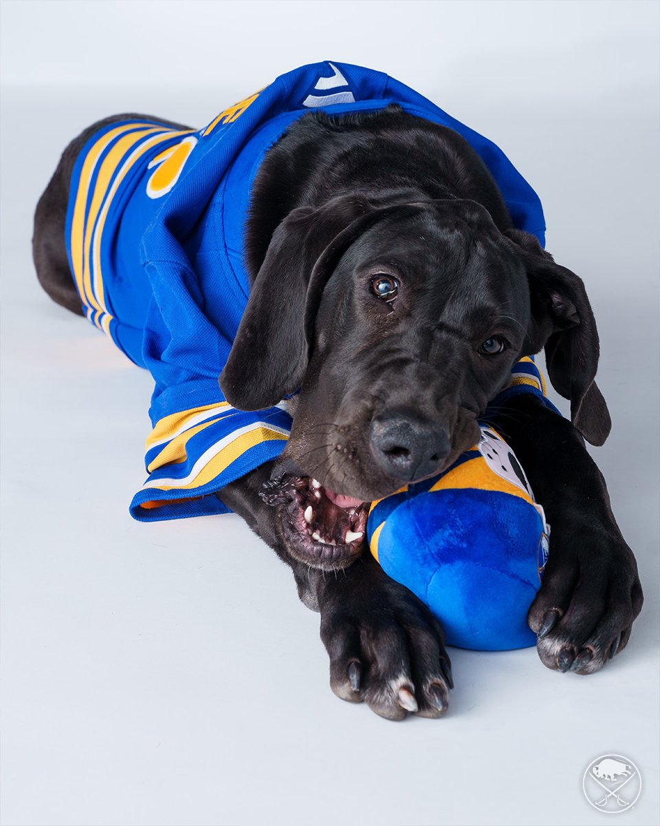 SabresPup's tweet image. Happy Give 716!!! Donate today to some awesome causes, including charities that help out furry friends! 🐾

Learn more and donate here → bufsabres.co/Give716