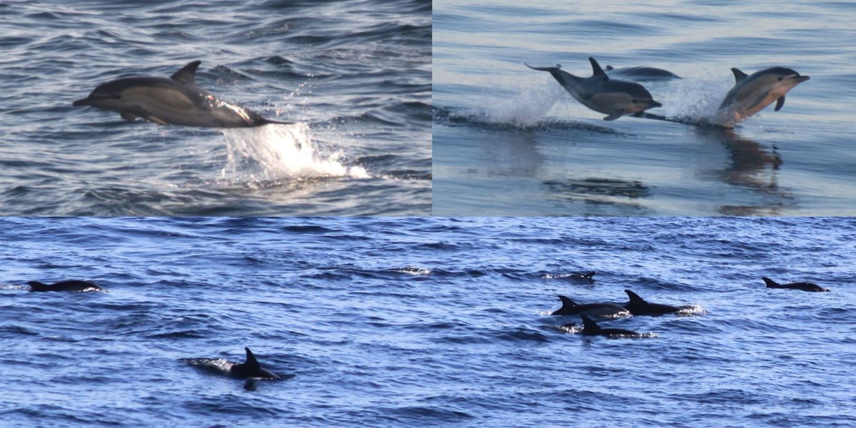 TetZoo's tweet image. I went out to sea and saw over 500 #cetaceans. Many of these animals are changing their distributions and habits - why, and what do we know? A discussion... tetzoo.com/blog/2025/7/16… #whales #dolphins #marinemammals