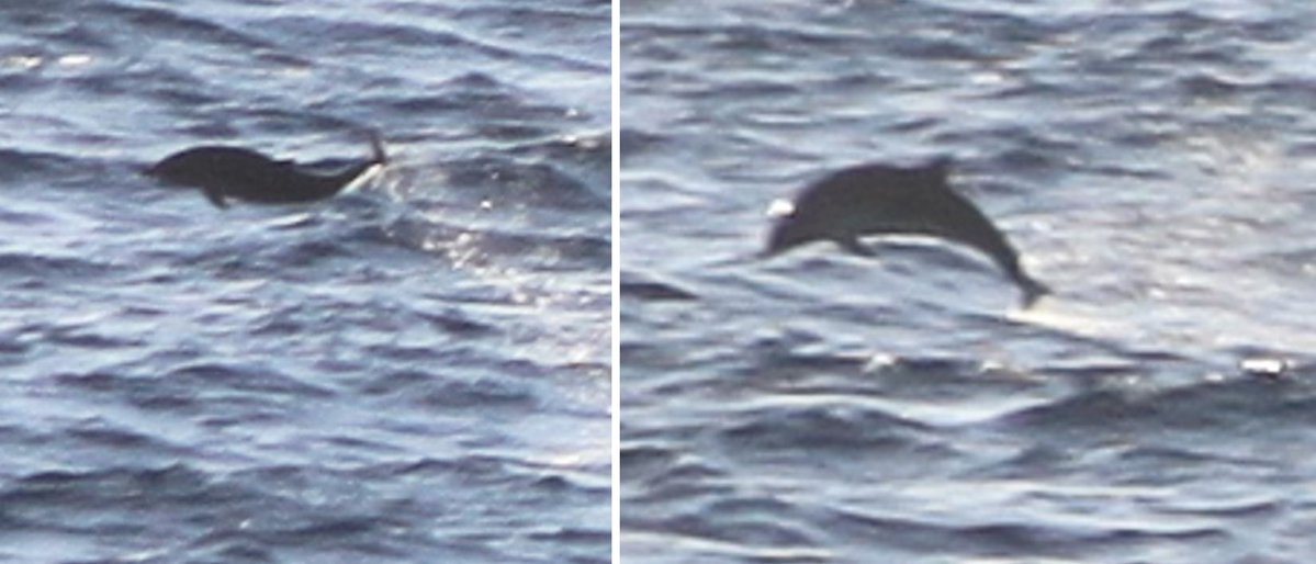 TetZoo's tweet image. I went out to sea and saw over 500 #cetaceans. Many of these animals are changing their distributions and habits - why, and what do we know? A discussion... tetzoo.com/blog/2025/7/16… #whales #dolphins #marinemammals