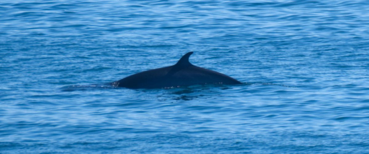 TetZoo's tweet image. I went out to sea and saw over 500 #cetaceans. Many of these animals are changing their distributions and habits - why, and what do we know? A discussion... tetzoo.com/blog/2025/7/16… #whales #dolphins #marinemammals