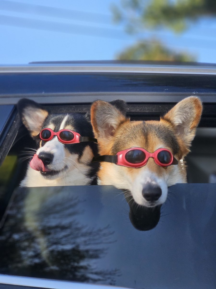 CorgiFarmer's tweet image. Hearing Things $DIP
