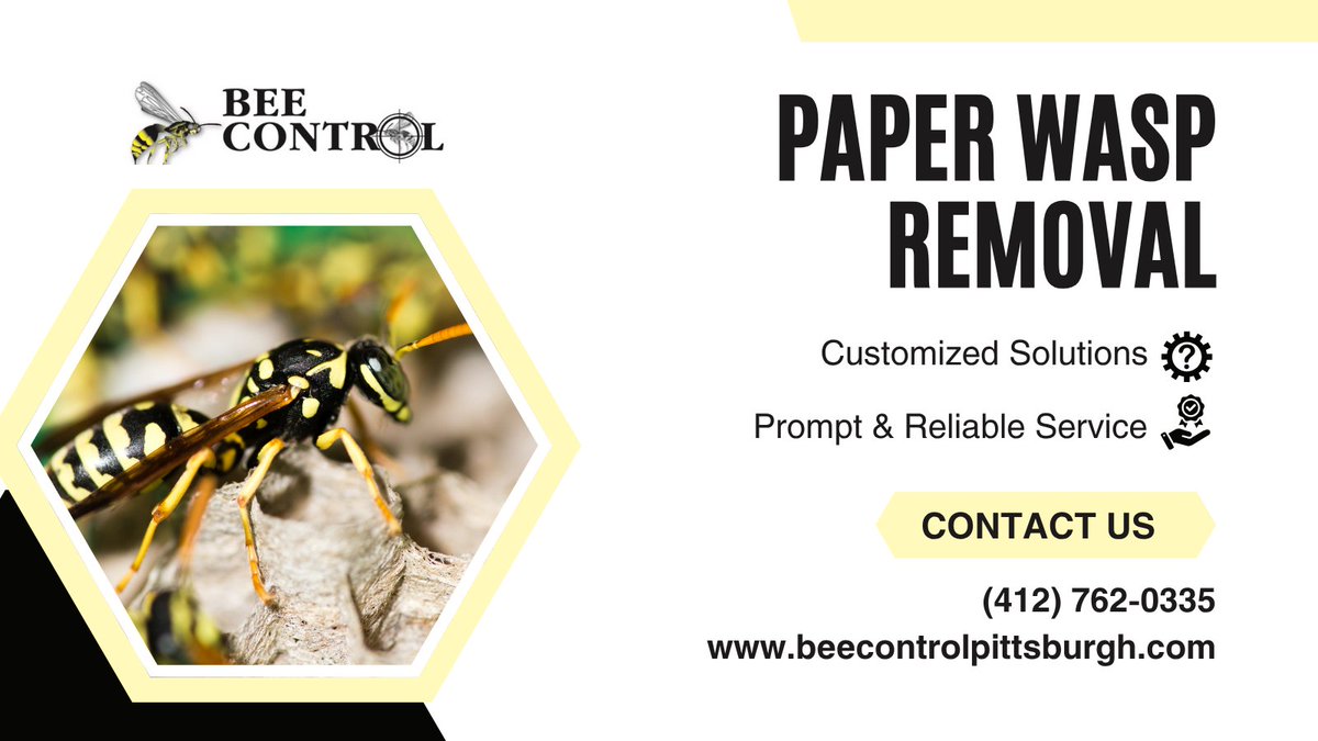 Paper wasps can be aggressive and build nests in hard-to-reach spots. 🏠⚠️
Don’t risk getting stung—call Bee Control for fast, safe removal!
📞 (412) 765-0335
🔗 beecontrolpittsburgh.com/paper-wasp

#PestControl #WaspRemoval #PaperWasps #PittsburghPests #BeeControl