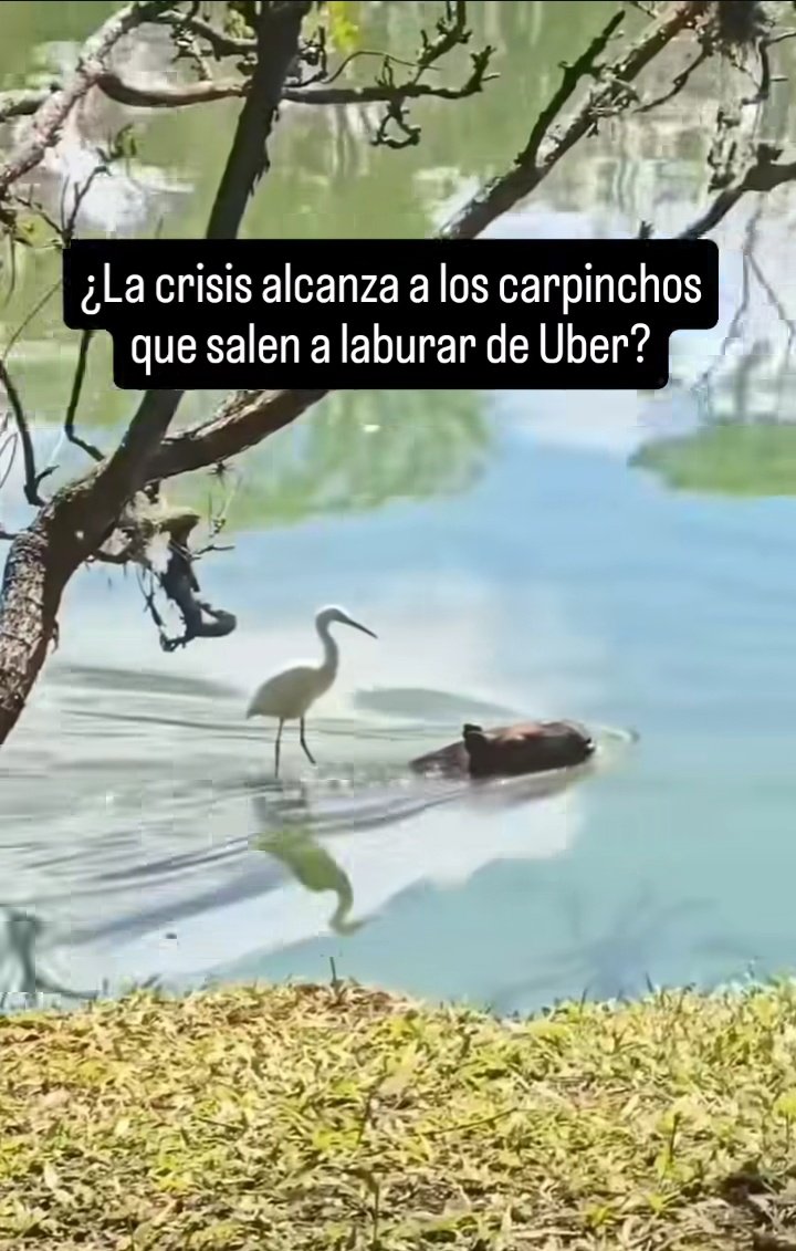 Los carpinchos de NorDelta
 Genial esta 😅😅😅😅
Jajajajajaja