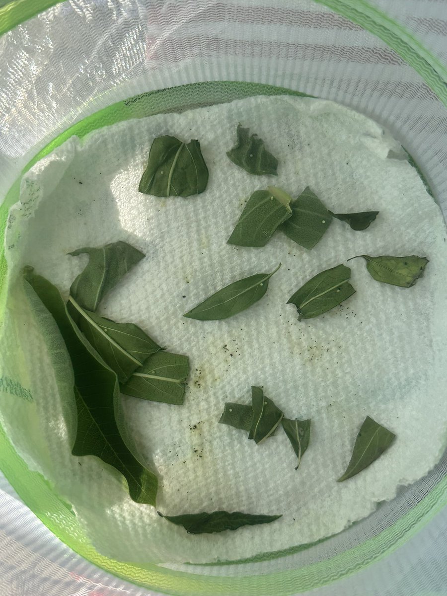 IamButterflySue's tweet image. So many eggs!