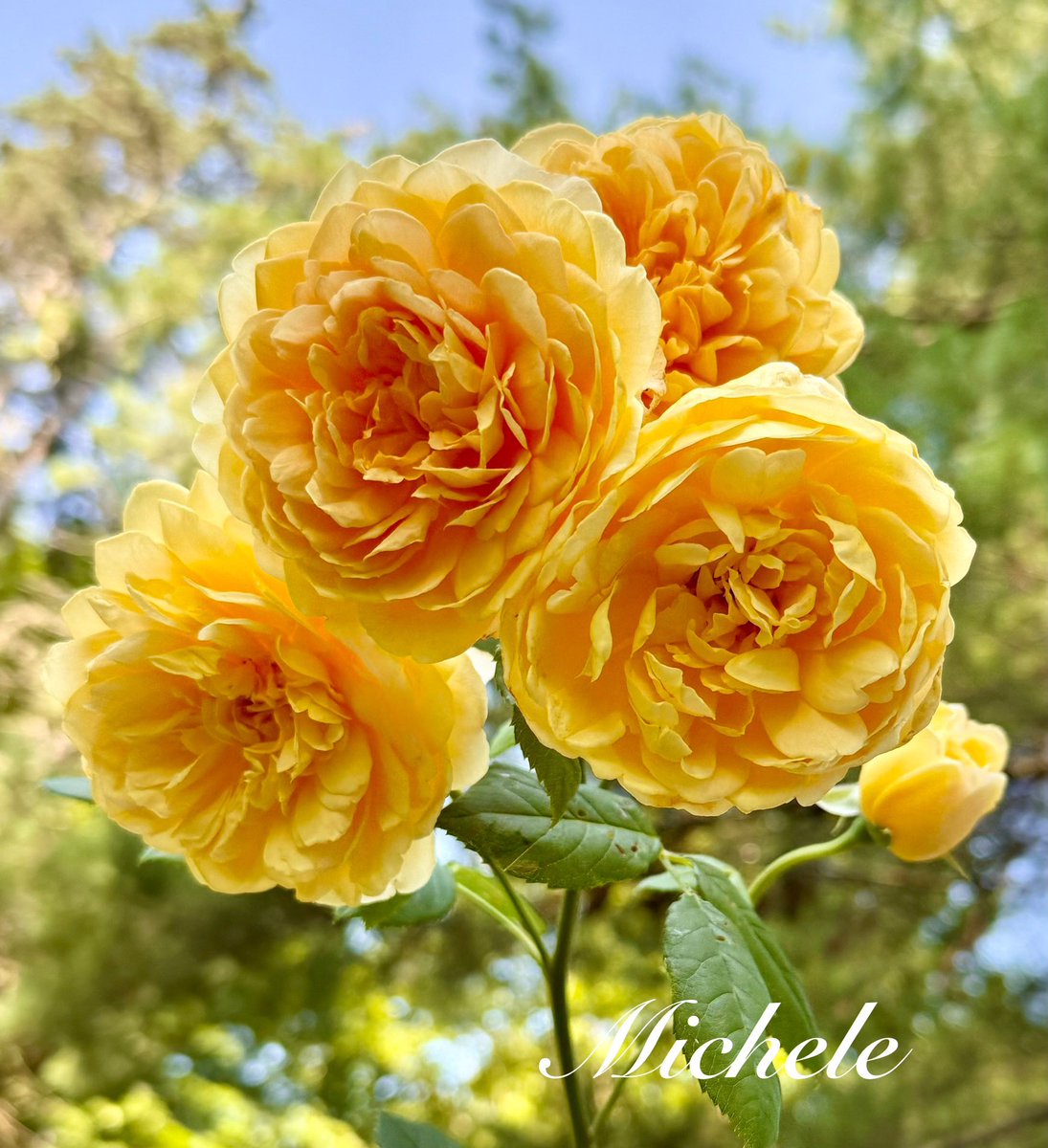 gingerartist1's tweet image. My Golden Celebration #rose was overachieving! π€ Happy #RoseWednesday π₯Have a wonderful day! πΉππ #roses #GardeningX #GardeningTwitter #mygarden #garden #gardening #flowers #FlowersOnX #flowerpictures #flowerphotography #NatureBeauty