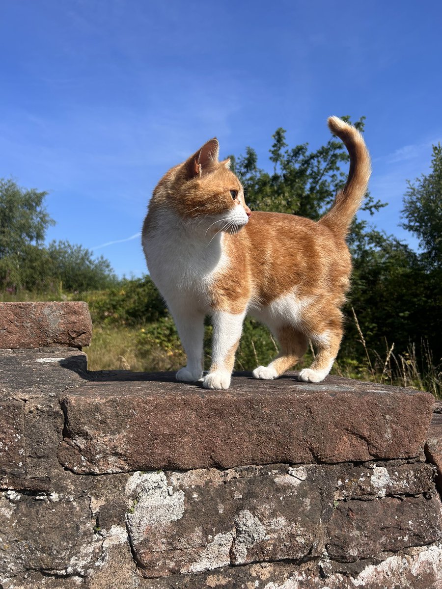 milllieees's tweet image. happy camping