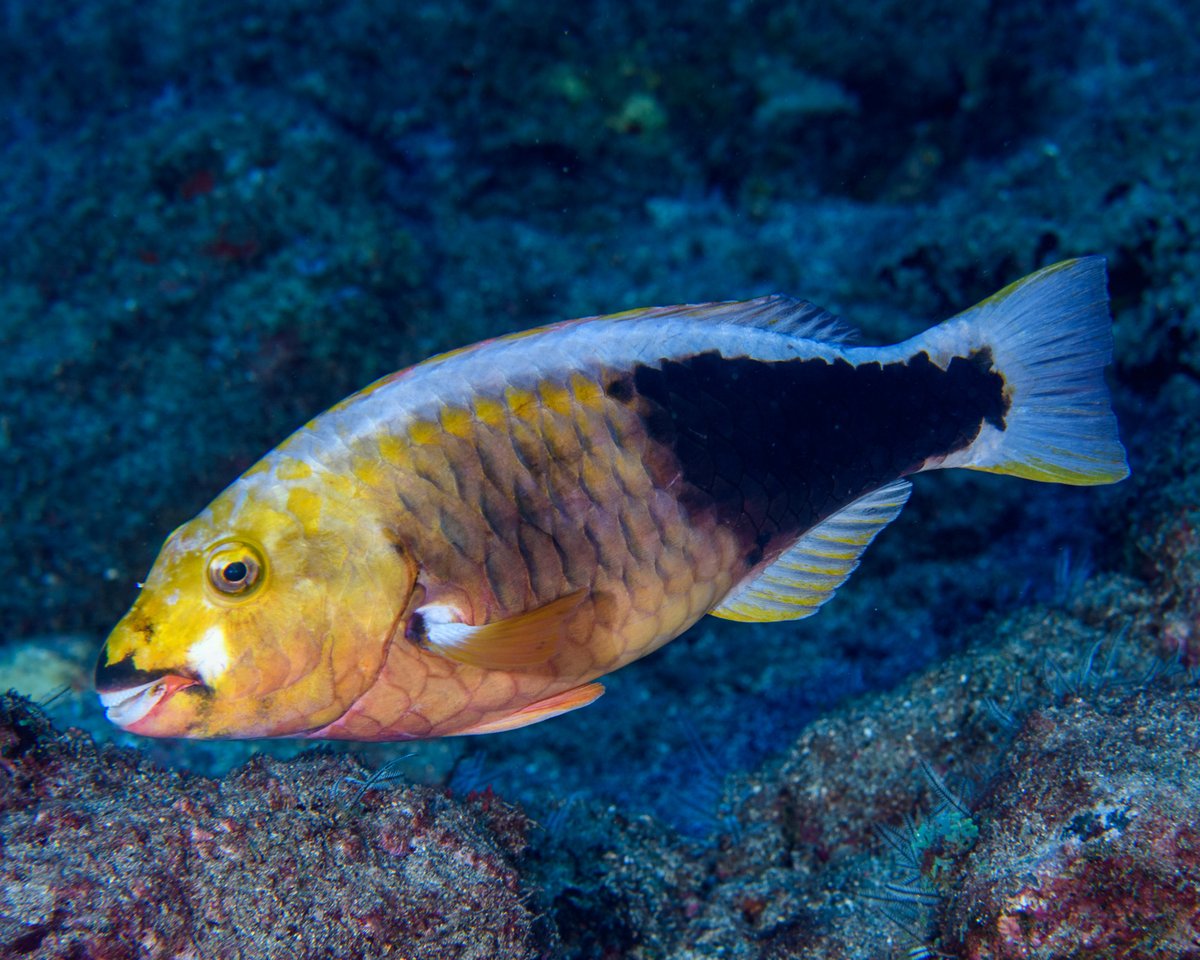 CoralReefFish's tweet image. New paper out in Proceedings B @royalsociety by our team and Brazilian collaborators! Mid-Atlantic islands act as natural evolutionary incubators and highlight how rare dispersal across soft barriers can spark speciation. DM me if you want the PDF! royalsocietypublishing.org/doi/10.1098/rs…