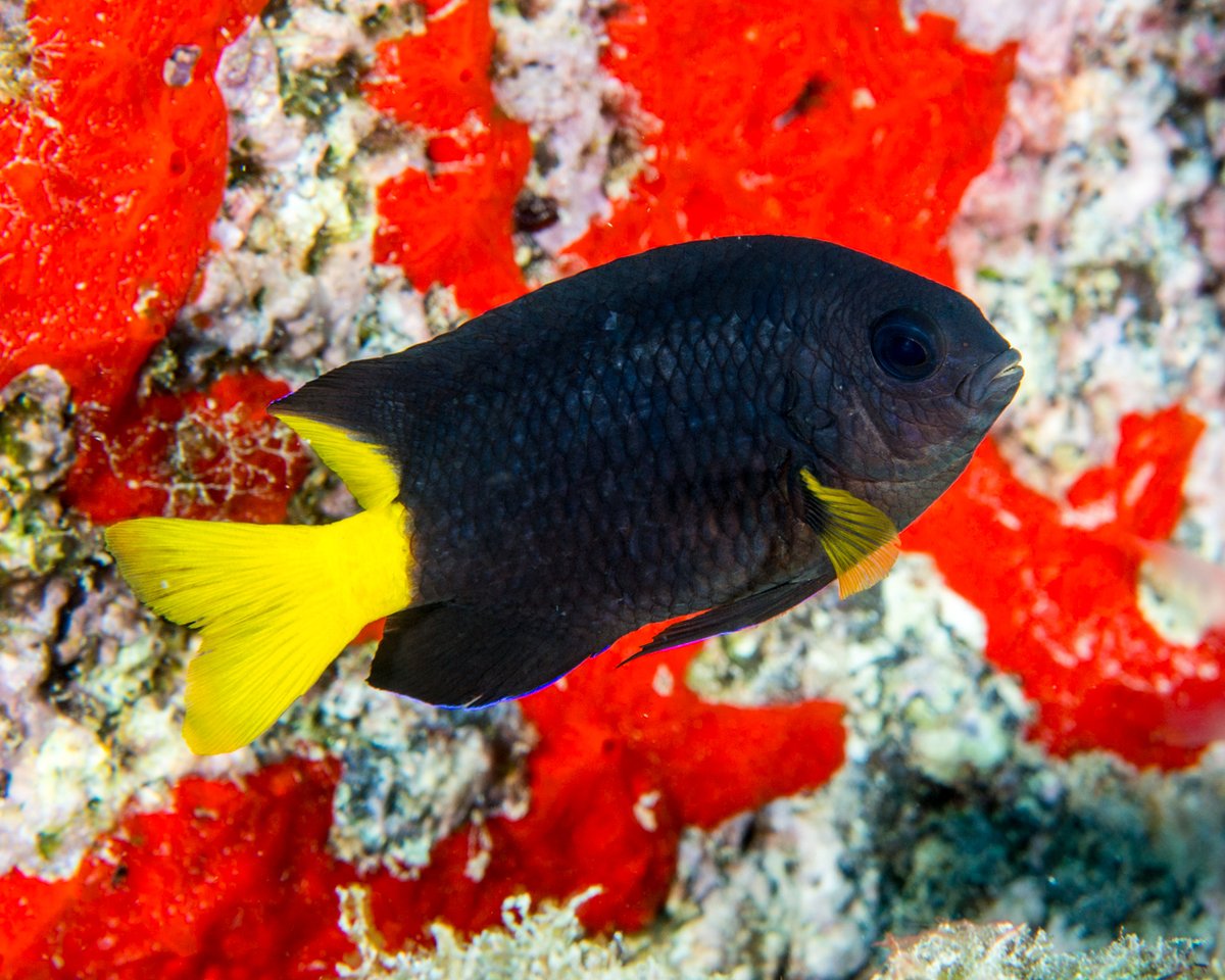 CoralReefFish's tweet image. New paper out in Proceedings B @royalsociety by our team and Brazilian collaborators! Mid-Atlantic islands act as natural evolutionary incubators and highlight how rare dispersal across soft barriers can spark speciation. DM me if you want the PDF! royalsocietypublishing.org/doi/10.1098/rs…