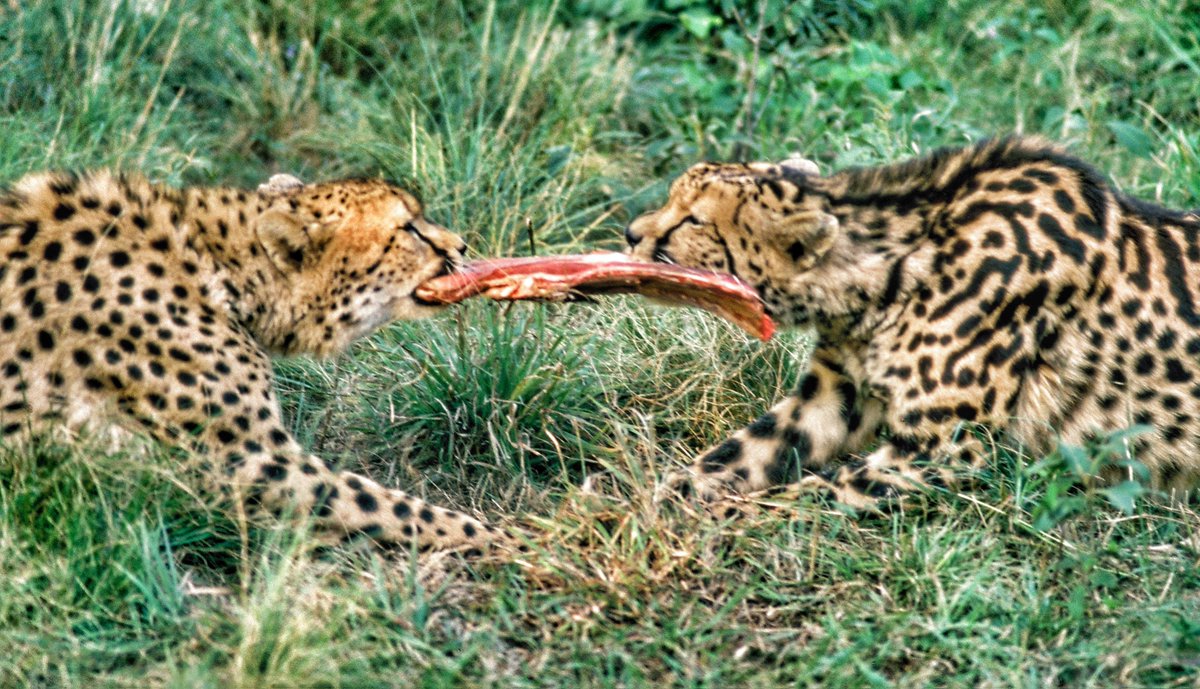 CCFCheetahUK's tweet image. Time to kick off another #PhotographerTakeover! This time, we're thrilled to feature the stunning work of Dr. Ralf Tobias. His passion for wildlife began with childhood documentaries, and now, as both a veterinarian and photographer, he captures truly unique and breathtaking…