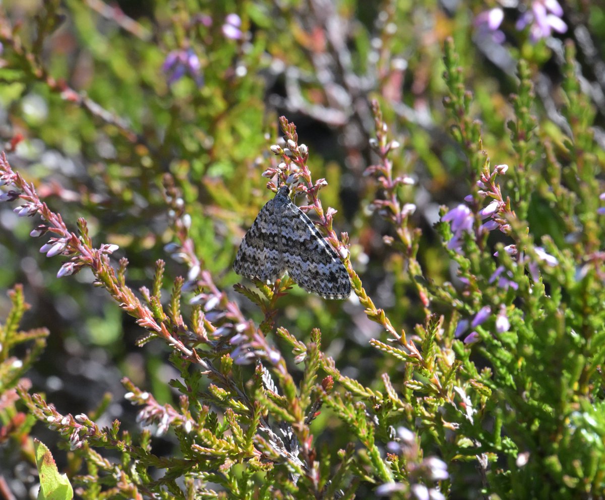 markhows's tweet image. Some excellent day mothing Nr Braemar at the weekend, hundreds of Mountain Burnet moths the highlight.