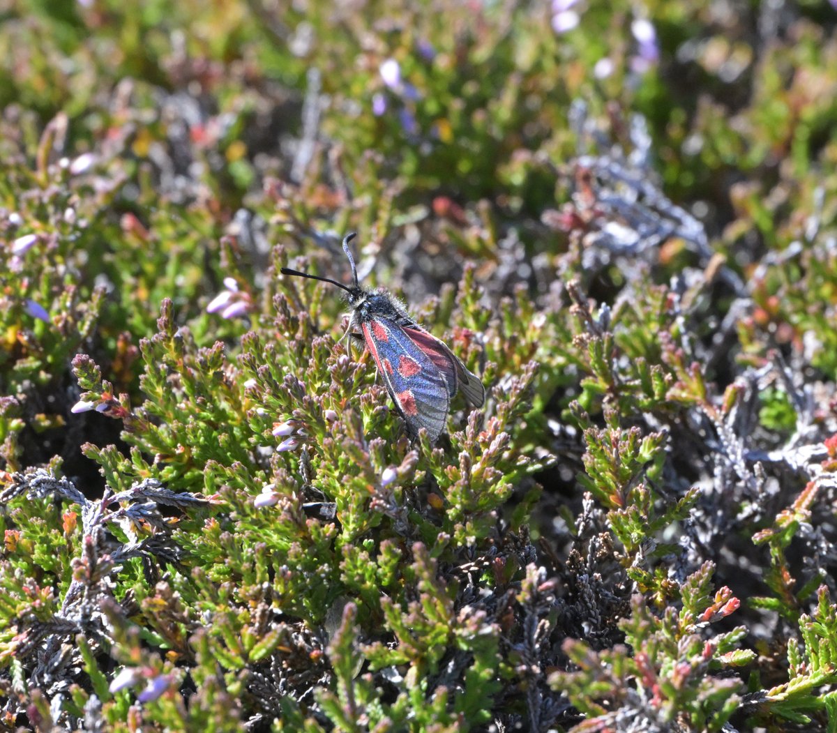 markhows's tweet image. Some excellent day mothing Nr Braemar at the weekend, hundreds of Mountain Burnet moths the highlight.