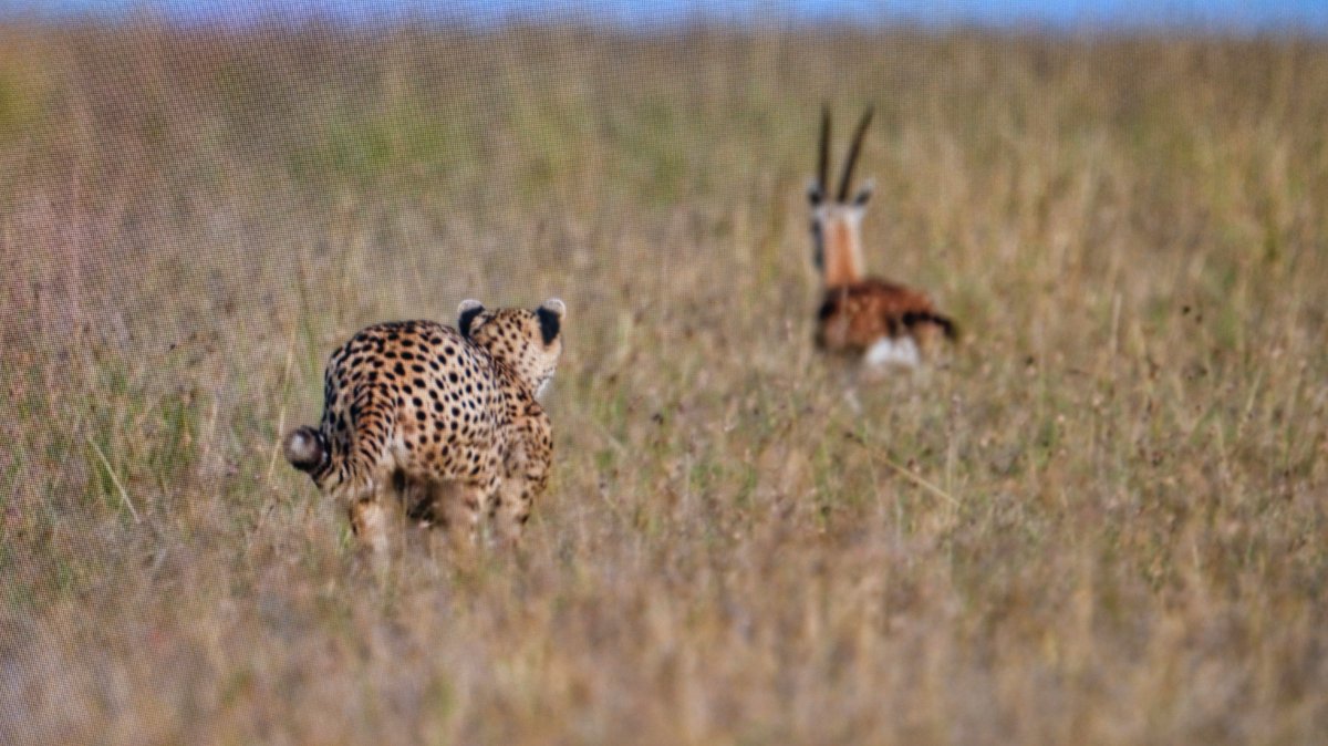CCFCheetahUK's tweet image. Cheetahs hunting.
📸: @ralf_tobias_photography