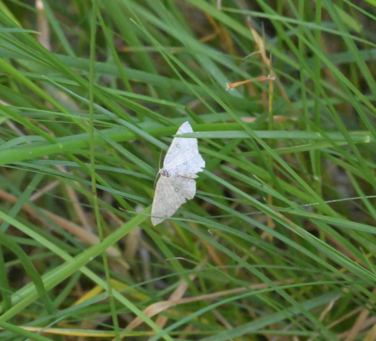 markhows's tweet image. Some excellent day mothing Nr Braemar at the weekend, hundreds of Mountain Burnet moths the highlight.