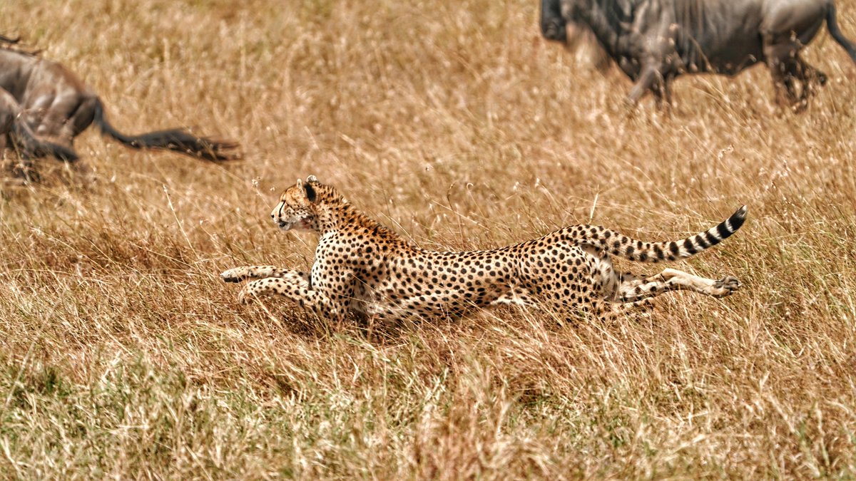 CCFCheetahUK's tweet image. Cheetahs hunting.
📸: @ralf_tobias_photography