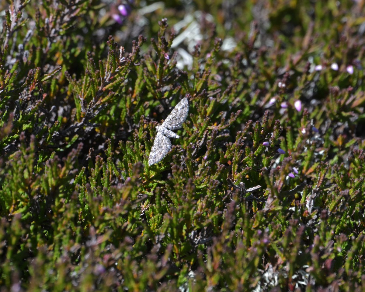 markhows's tweet image. Some excellent day mothing Nr Braemar at the weekend, hundreds of Mountain Burnet moths the highlight.