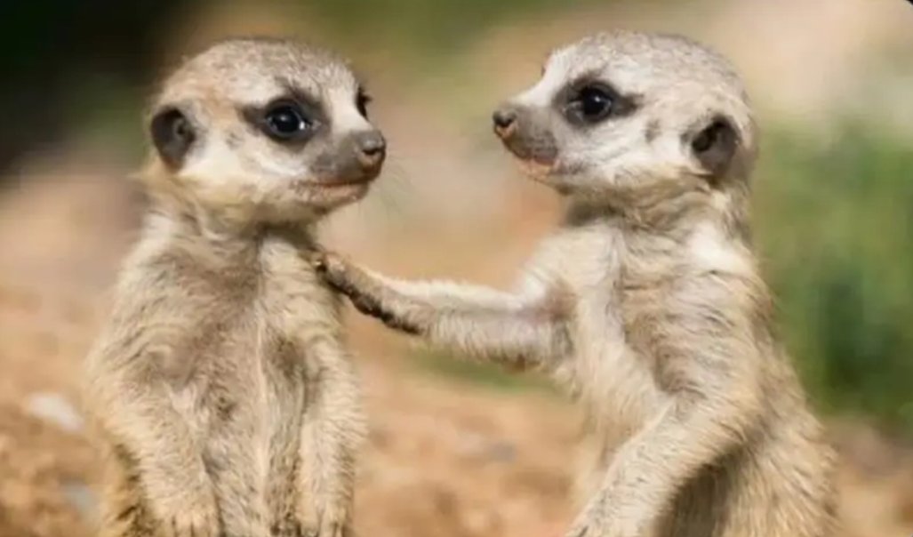 Campus continuing students pretending to be yours friends yet their intention is chewing you 😂