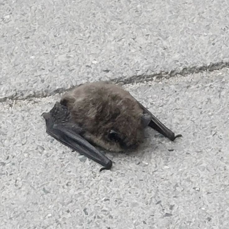 𝘽𝙧𝙪𝙘𝙚 𝙒𝙖𝙮𝙣𝙚 (@batn1ght) on Twitter photo 