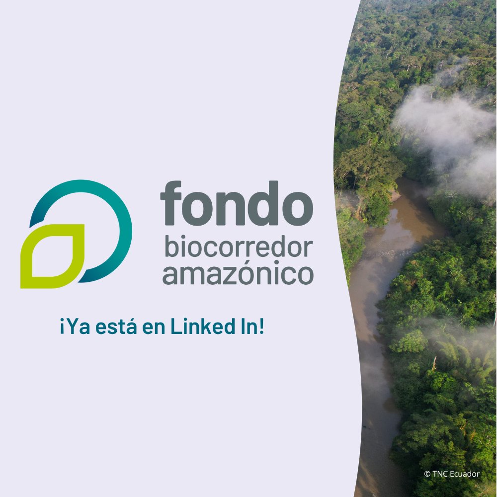 ¡El Fondo del Biocorredor Amazónico ya está en LinkedIn! Te invitamos a seguir esta cuenta y ser parte de una red que impulsa la conservación en uno de los ecosistemas más biodiversos del planeta.
Síguelo aquí: linkedin.com/company/fondo-…