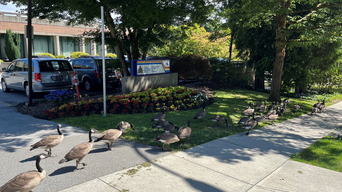 HONK if you 💙 the Burnaby RCMP!!!

🪿 "HONK"

🪿 "HONK"

🪿 "HONK"

Thanks for coming down. 🫡

We love this gaggle of supporters.