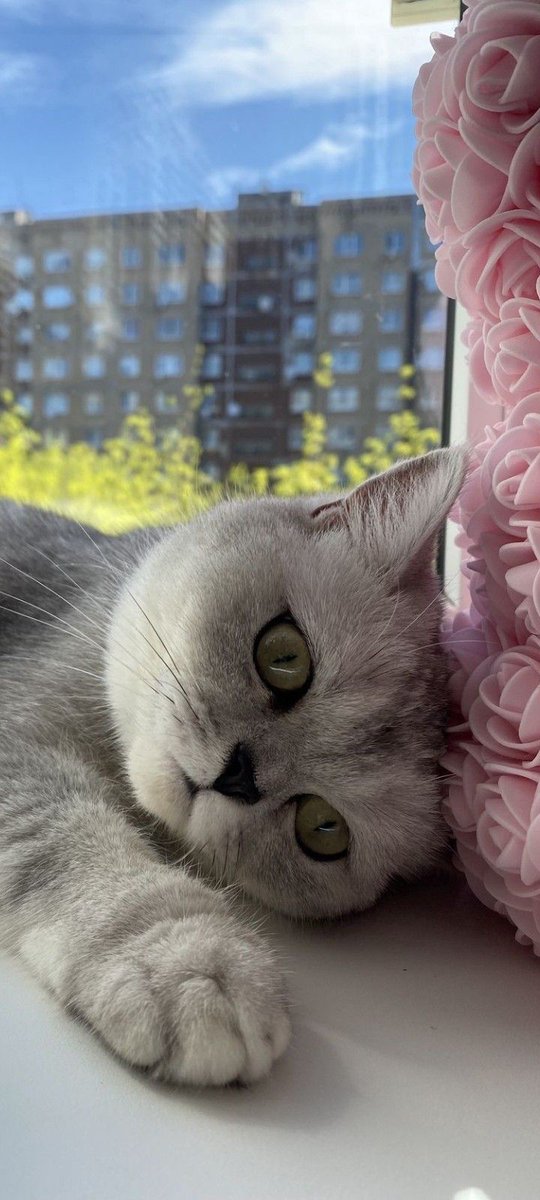 🐾 Cat Love is the Best Love! 🐾
Tag a fellow cat lover and share your favorite kitty moments! 😻👇
#CatLove #PurrfectCompanion #FelineFriends #CatsOfInstagram #MeowMagic #KittyCuddles