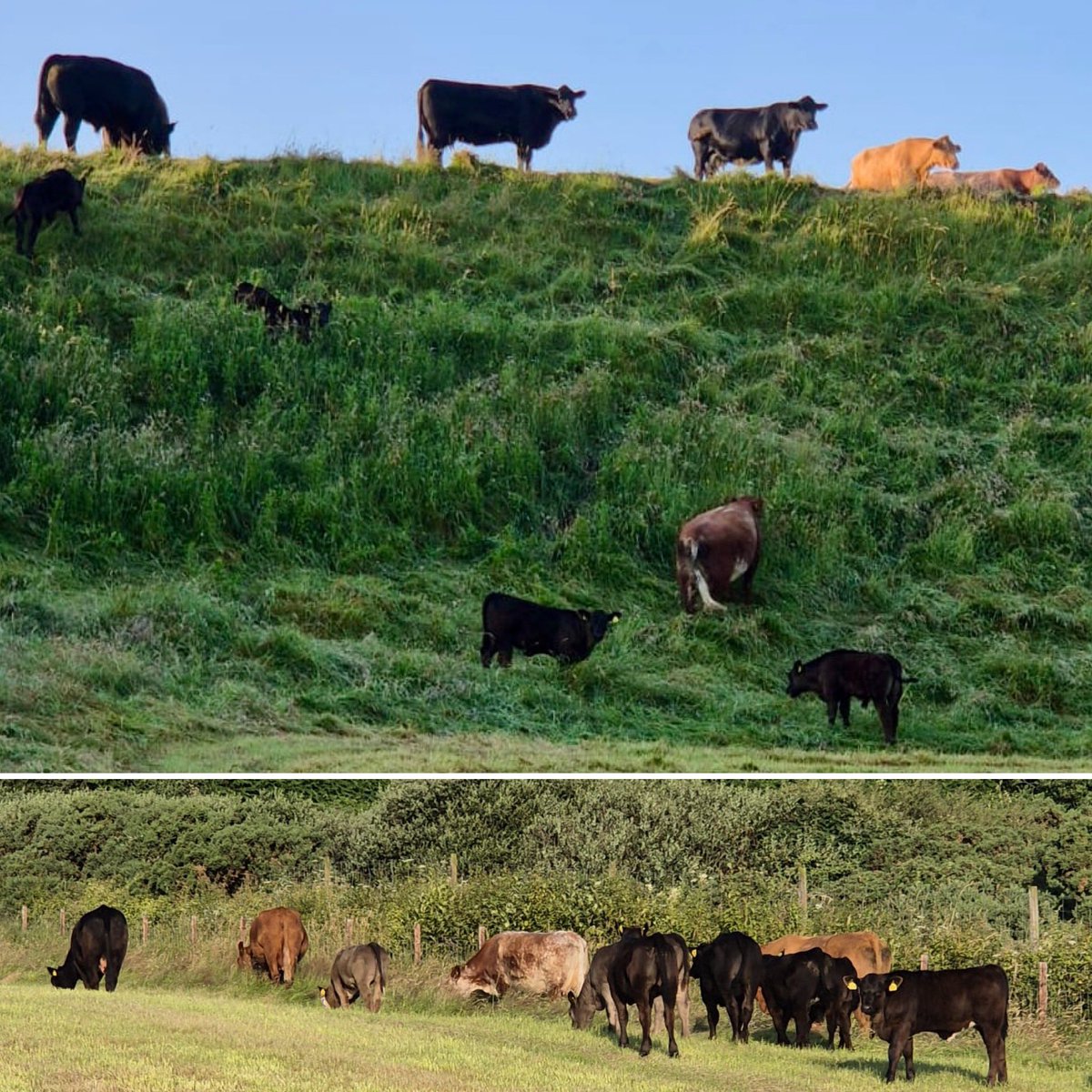 A quick run through the banks and field edges. Last grazed at the end of March so much happiness in the cow department. 🐮 😎