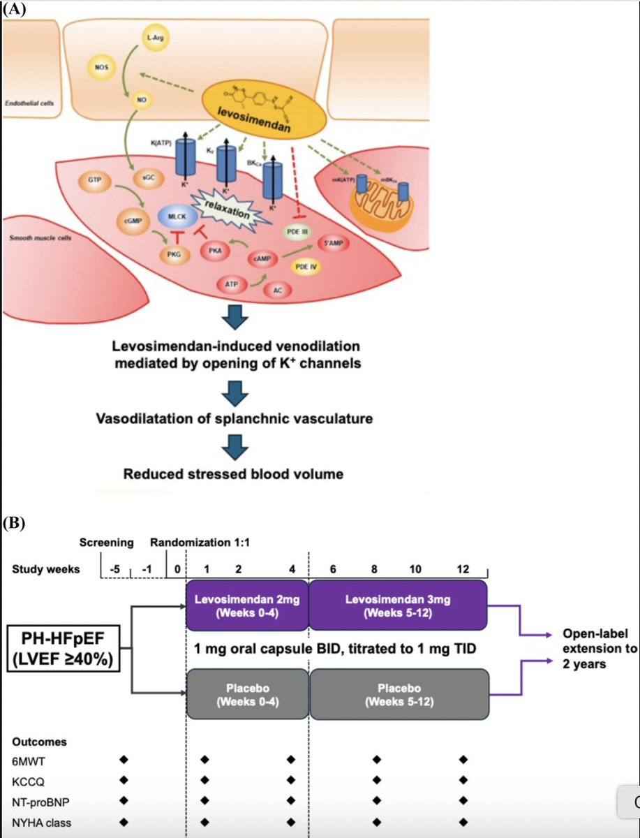 dranulala's tweet image. 🤔Ever wonder where levosimendan falls in our armamentarium in #FunctionNotFailure & PH?
⏰ LEVEL is the 1st phase 3 trial to investigate if oral levosimendan can ⏫ exercise capacity in pts with PH-HFpEF) @JCardFail 👇👇👇
onlinejcf.com/article/S1071-…