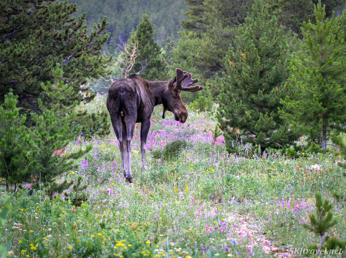 Spectacular wildflower season in my 'hood this year. #rockymountains #colorado #coloradolife #coloradowildlife #wildflowerhour  Even the moose are enjoying it. 
#moose #coloradowildflowers #wildflowers #wildlifeWednesday #NaturePhotography