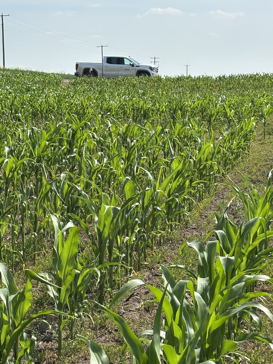 Out looking at some corn today! 
<a href="/UFAcooperative/">UFA Co-operative</a>