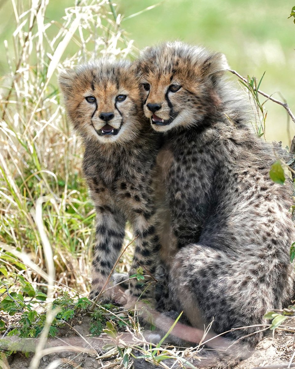 CCFCheetahUK's tweet image. Swipe right to see amazing photos of cheetah cubs and their moms! ➡️
These photos were taken by Dr. Ralf Tobias, whose passion for these magnificent cats is evident in every shot, offering a truly special glimpse into their world.
📸: @ralf_tobias_photography…