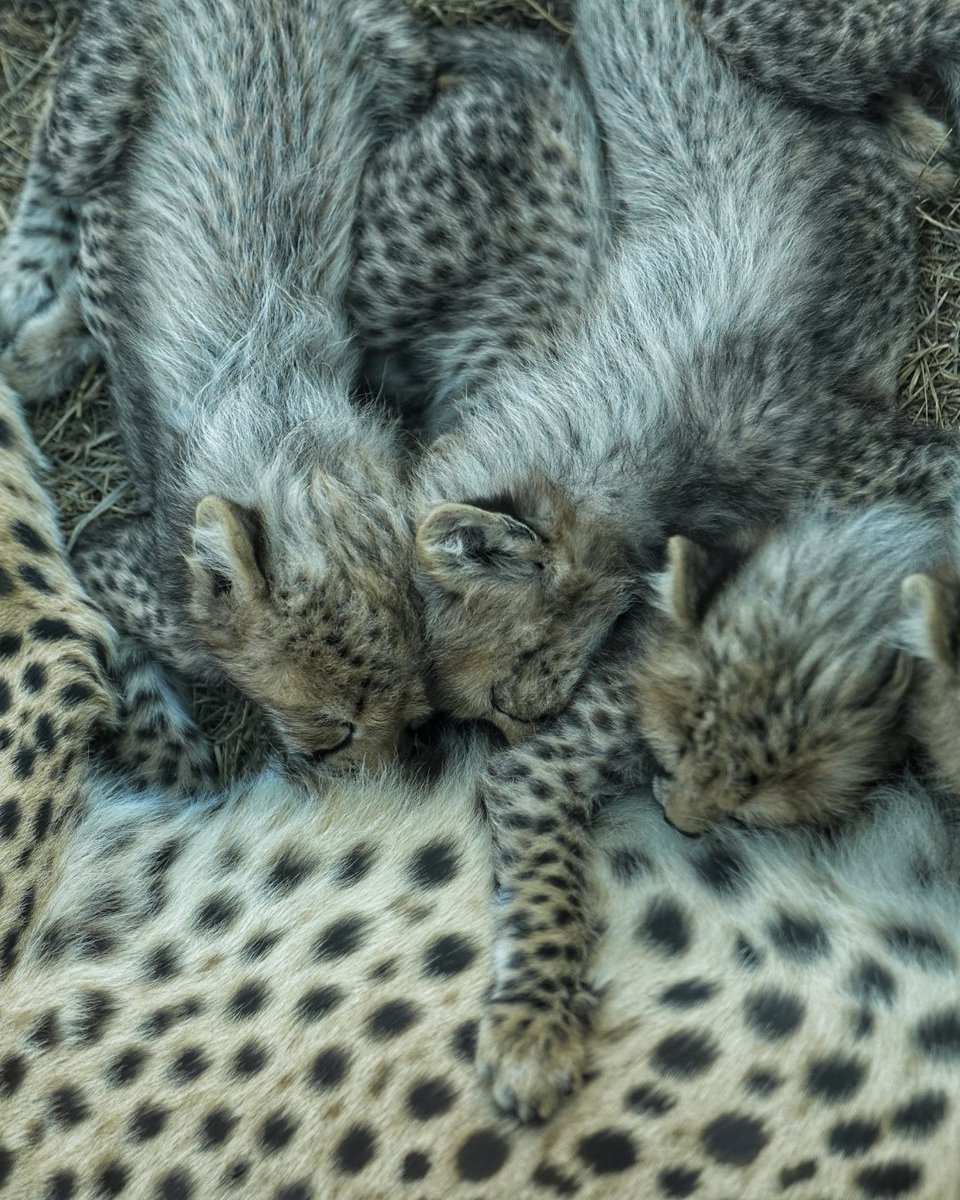 CCFCheetahUK's tweet image. Swipe right to see amazing photos of cheetah cubs and their moms! ➡️
These photos were taken by Dr. Ralf Tobias, whose passion for these magnificent cats is evident in every shot, offering a truly special glimpse into their world.
📸: @ralf_tobias_photography…