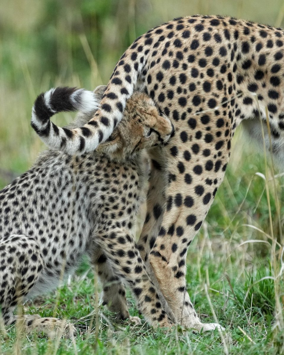 CCFCheetahUK's tweet image. Mama cheetah has no peace with her cub around 👀
📸: @ralf_tobias_photography
#WildlifePhotography #CheetahPhotography #CheetahConservationFund #SaveWildlife #WildlifePhotos