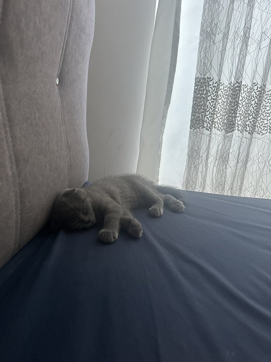 Benden çok uyuyor bu kedi