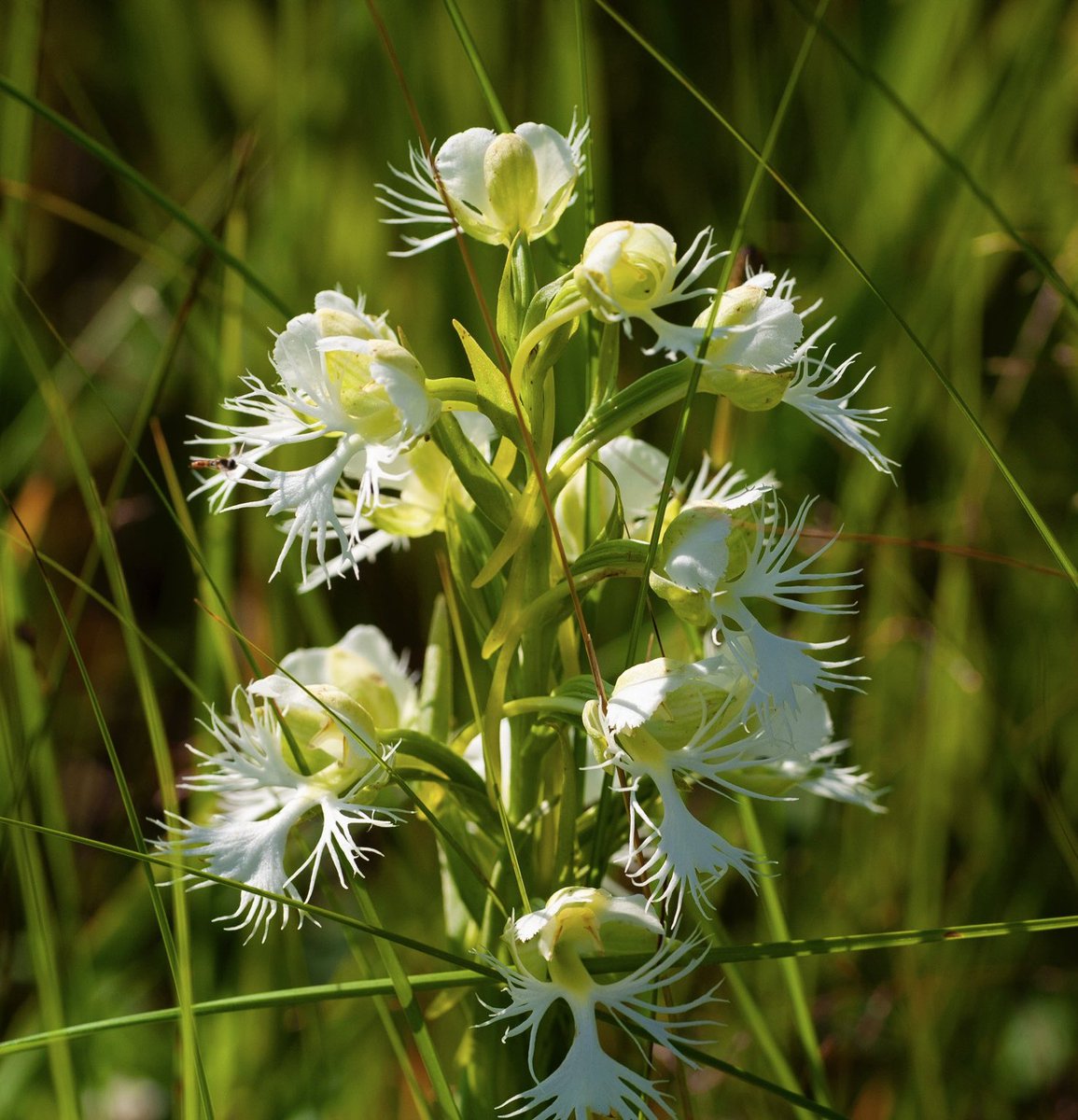 Wildflower Wednesday &amp; it’s afternoon! That means Wildflowers! How about a Western Prairie Fringed Orchid. They are blooming, in certain areas of the North Dakota prairie right now. They are fairly rare &amp; I found these in a new area. #wildflowers #orchids #northdakota #prairie