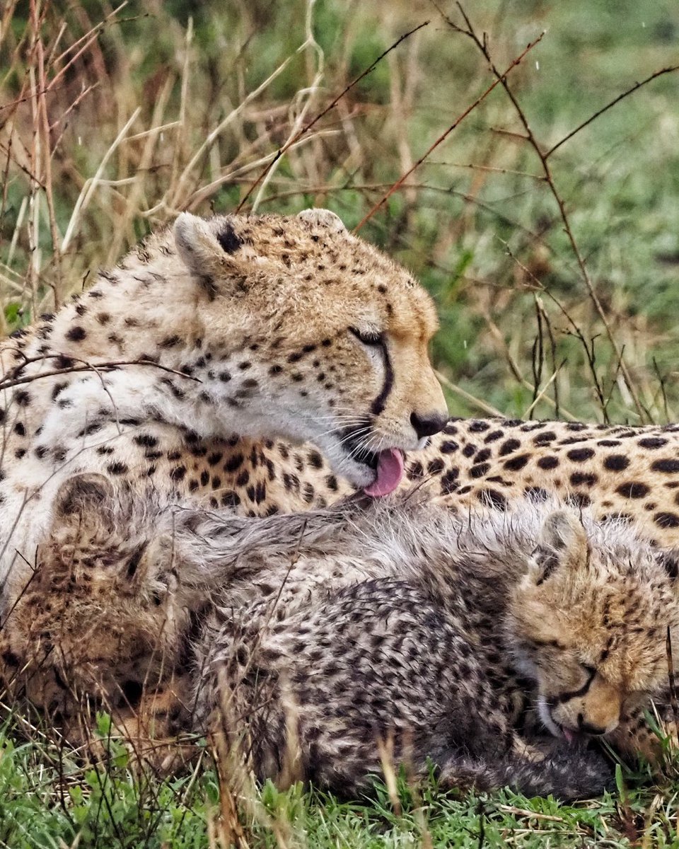 CCFCheetahUK's tweet image. What do you love most about cheetahs?
📸: @ralf_tobias_photography
#WildlifePhotography #CheetahPhotography #CheetahConservationFund #SaveWildlife #WildlifePhotos