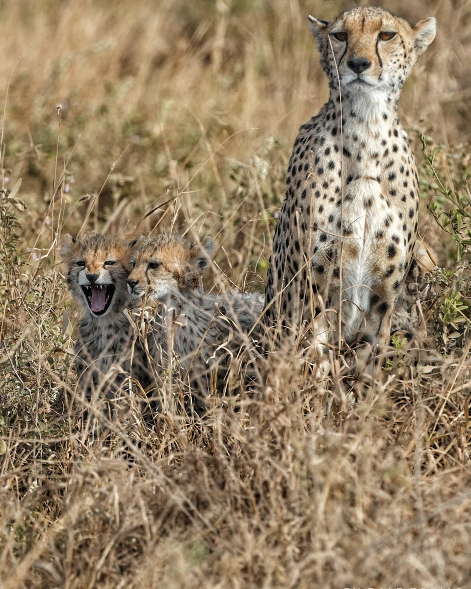 CCFCheetahUK's tweet image. What do you love most about cheetahs?
📸: @ralf_tobias_photography
#WildlifePhotography #CheetahPhotography #CheetahConservationFund #SaveWildlife #WildlifePhotos
