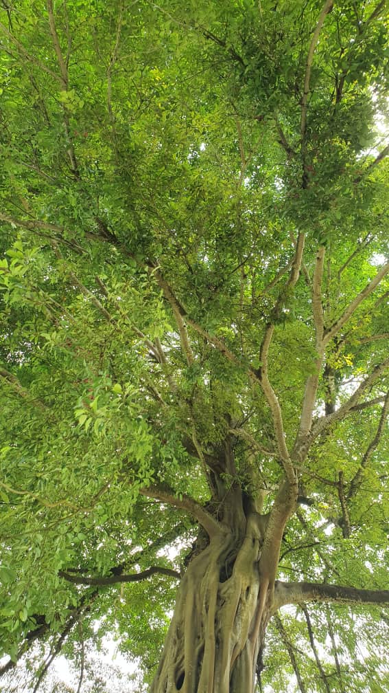 parfait_onanga's tweet photo. I left Malabo with lasting memories—especially the lush beauty of @ParqueMalabo . A true hidden gem and a must-visit for nature lovers!
#GreenCities
#GreenPlanet https://t.co/gMfvw5nWt2