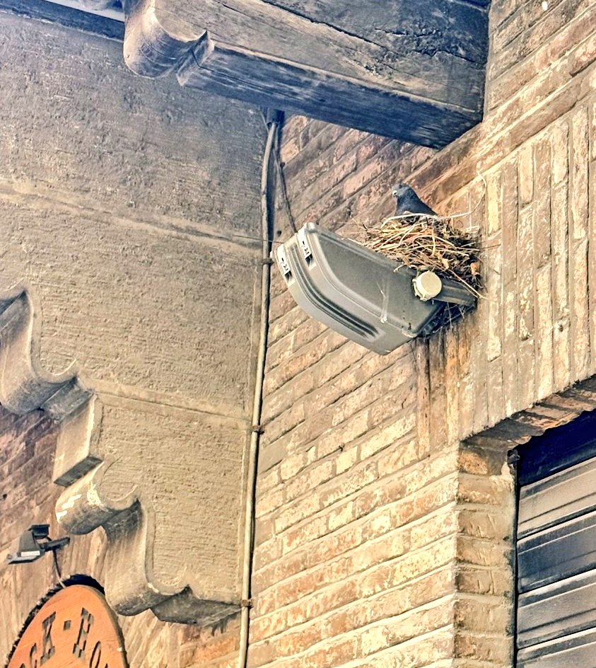 ZhalehNayeb's tweet image. نور را در پستوی خانه نهان باید کرد!

#شکار_امروز 
#Italy 🇮🇹