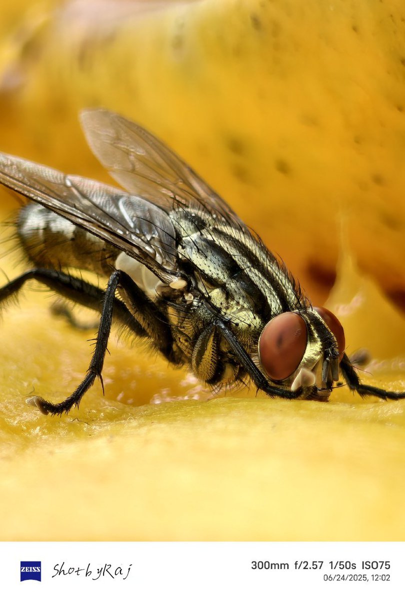 DecodingRaj's tweet image. I&apos;m in love with the cameras of @Vivo_India 🫠❤️
.
#Zeiss #ShotOnSnapdragon