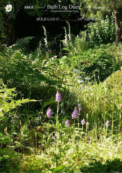 The garden gets increasingly wild in the summer months where many of the  flowers have self seeded. So many bees &amp; even a few butterflies are  around.
Click the link to read the #BulbLog 
srgc.net/documents/bulb…