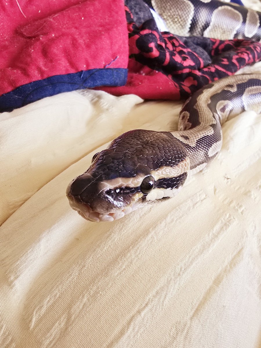 SerpentEmpress_'s tweet image. My boy being a bugger tonight 💚🐍 #royalpython #ballpython #snake