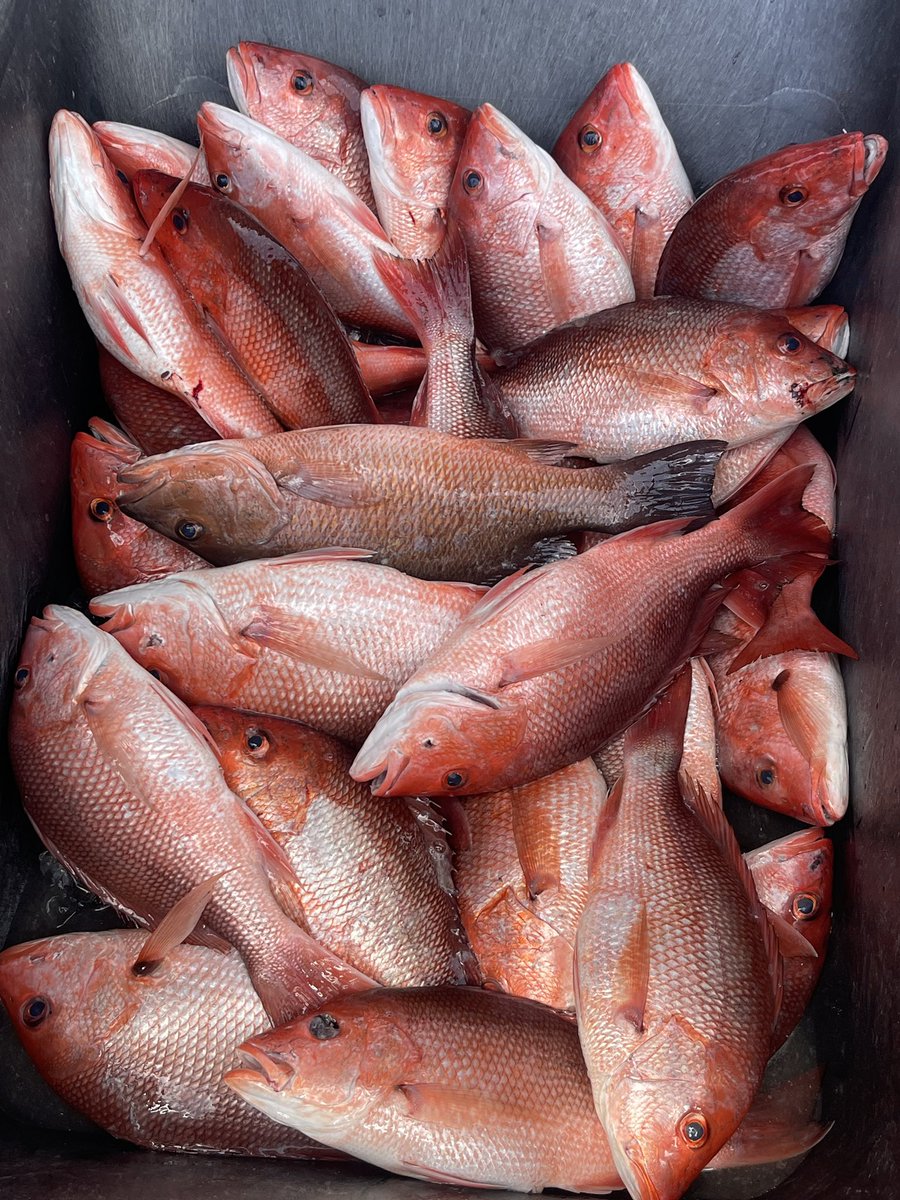 Robby_witdatool's tweet image. Our Annual Alabama Fishing Trip.