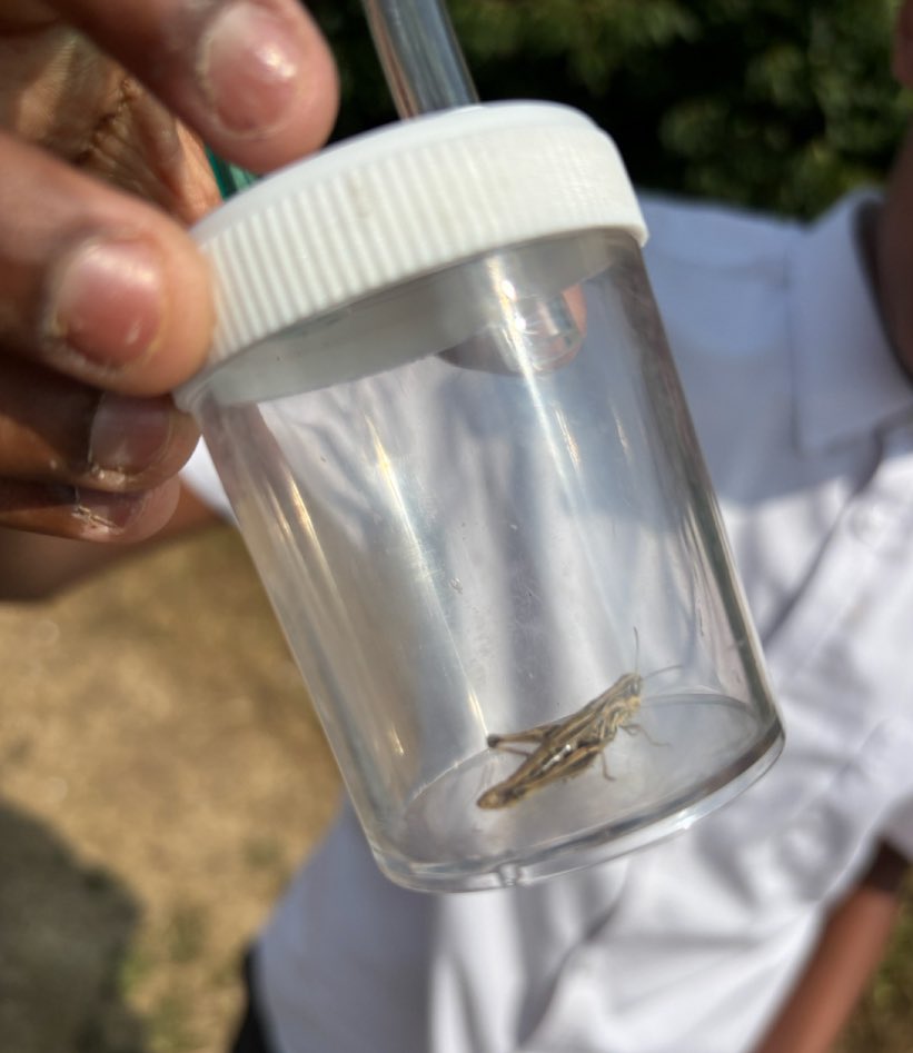 Year 7 students headed out to the field to have a go at their own scientific sampling techniques, including the use of sweep nets and pooters to collect invertebrates around the site. Students collected lots of grasshoppers, beetles and even a Cinnabar moth caterpillar! 🐛 🐜 🐞
