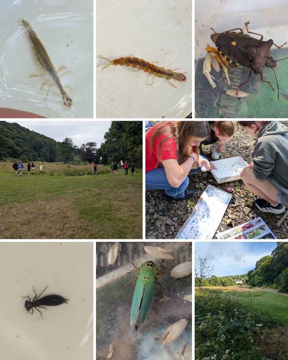 darwincentre's tweet image. Our last school field trip of the academic year with @YsgolHarriTudur! A great day investigating invertebrates at Colby. Learners tried lots of fun ecology sampling techniques and found lots of aquatic and terrestrial species! #STEMfieldtrip #Ecology #Biology @DragonLng